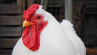 kuře chicken-1189722 1280